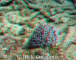3D Marine Life by Nick Calaceto 